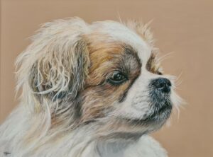 dessin chien Épagneul tibétain