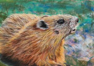 marmotte