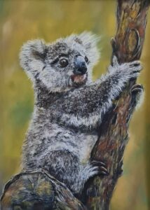 Koala